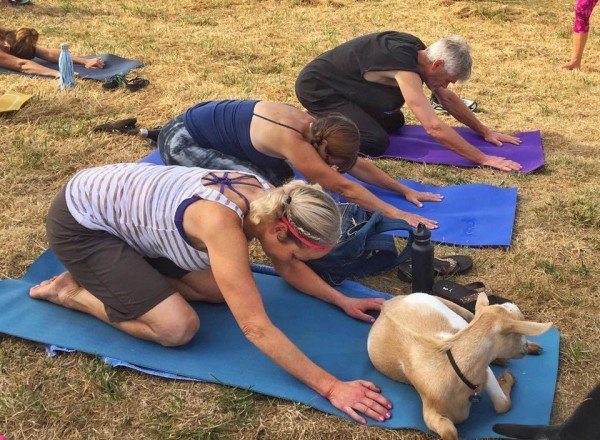 goat yoga di no regrets farm oregon