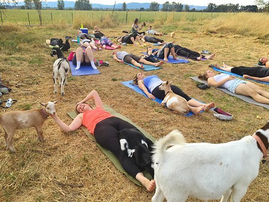 goat yoga di no regrets farm oregon