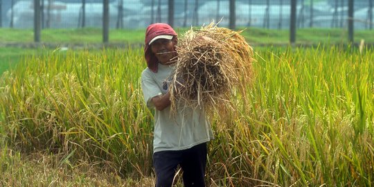 Petani mengeluhkan musim panen dan harga padi turun