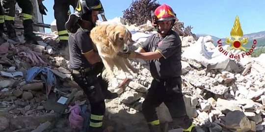 Anjing ini berhasil selamat usai 10 hari tertimbun gempa Italia