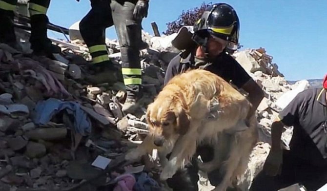 romeo anjing selamat dari gempa italia