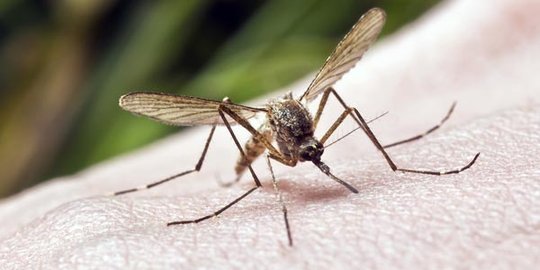 5 Fakta tentang virus Zika yang wajib untuk kamu ketahui