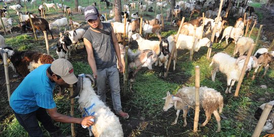 Pedagang hewan kurban musiman padati lapangan Lapas Tangerang