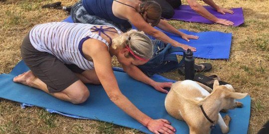 6 Jenis yoga paling aneh yang pernah ada