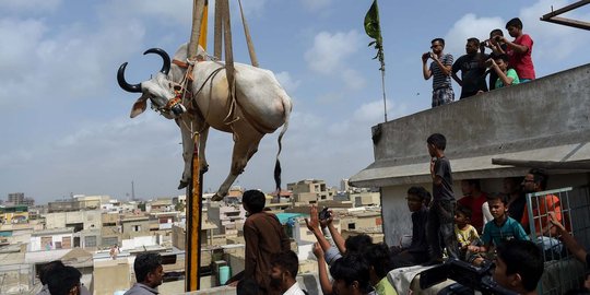 Tradisi unik warga Pakistan simpan hewan kurban di atap gedung