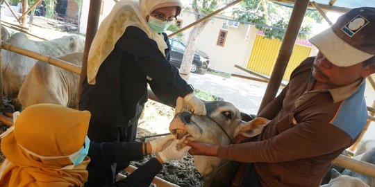 Banyak ditemukan hewan kurban berpenyakit mata dan stres di Semarang