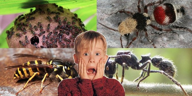 Sengatan 7 serangga ini rasanya bak siksaan neraka!