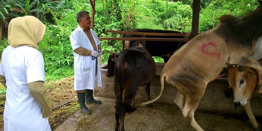 Sidak hewan kurban di Medan, 2 sapi ditemukan tak layak 