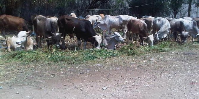 Meski Harga Naik Sapi Kurban Di Makassar Tetap Laris Manis