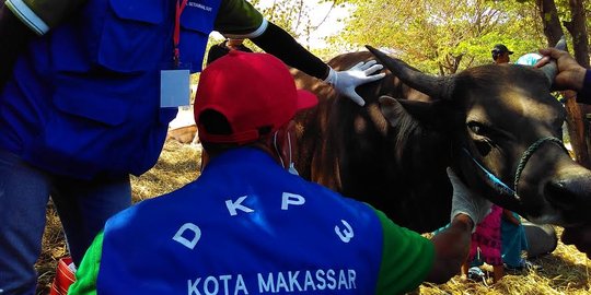 Di Makassar, ditemukan 600 ekor sapi tidak layak kurban