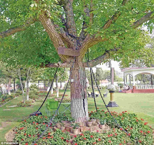 pohon banyan di pakistan dirantai