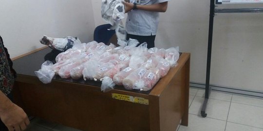 71.060 Ekor benih lobster gagal diselundupkan di Bandara Soetta