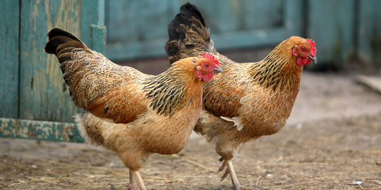 Kejadian langka, harga ayam turun drastis jelang Idul Adha