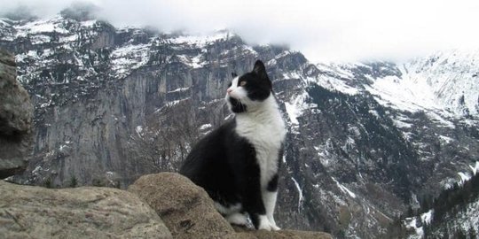 Kucing ini tuntun pulang pendaki tersesat di pegunungan Swiss Alps