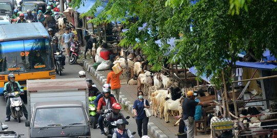 Bandelnya pedagang hewan kurban jualan di atas trotoar Tanah Abang