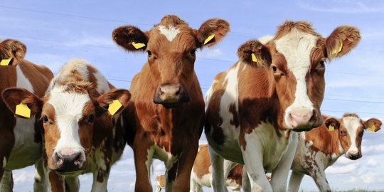 24 Ekor sapi kurban di Menteng tidak layak jual, kurang umur & sakit