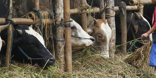 Dilelang, 30 sapi milik terdakwa suap Ojang Sohandi ludes terjual