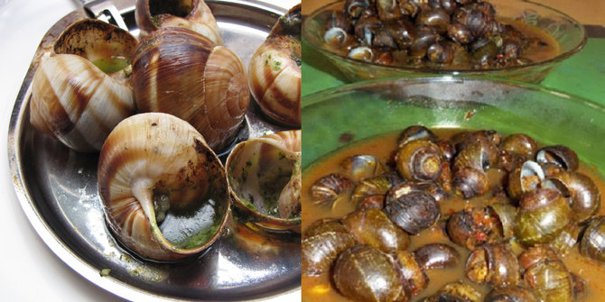 escargot bekicot