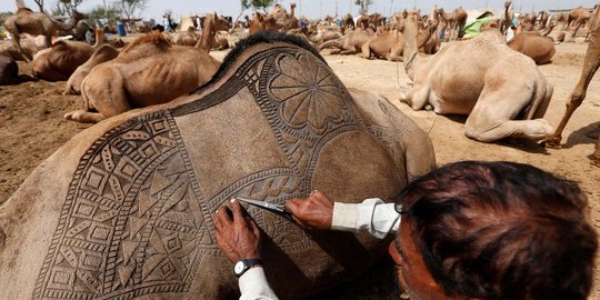 Uniknya tradisi mengukir bulu unta di pasar Idul Adha Pakistan