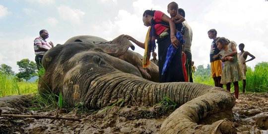 Apes, gajah di India mati keracunan pestisida