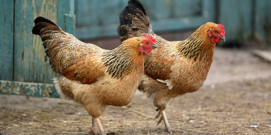 Jelang Idul Adha, harga daging ayam naik 2 kali lipat