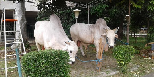 Ini sistem distribusi daging kurban Masjid Istiqlal