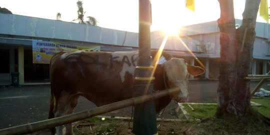 Partai Golkar gelar salat Idul Adha, kurban 101 sapi dan 3 kambing