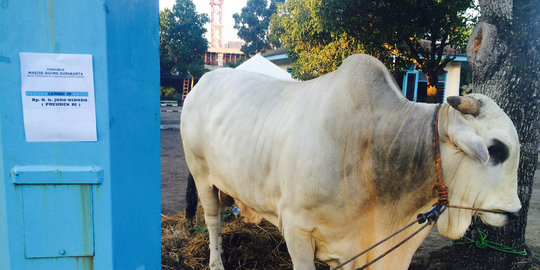 Jokowi kurban 2 sapi ukuran besar di Solo, jemaah rebutan 