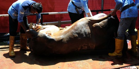 Sembelih 25 sapi, Masjid Istiqlal tak bagikan daging 