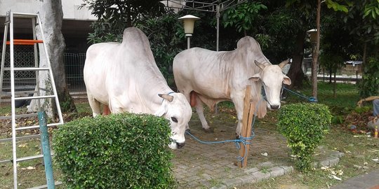 Ini alasan Jokowi dan JK kurban sapi lokal di Istiqlal