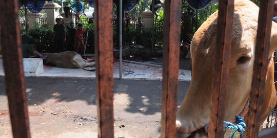 Penyembelihan 79 hewan kurban di Masjid Sunda Kelapa