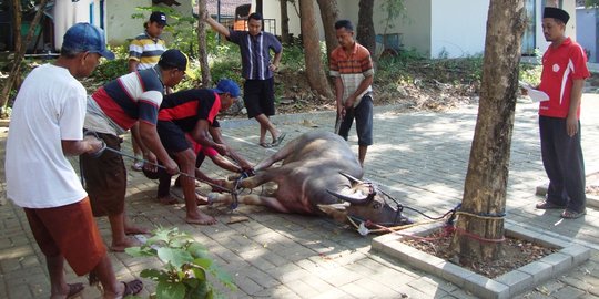 Junjung kearifan lokal, Universitas Muria Kudus kurban kerbau