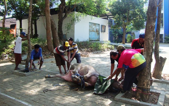 kurban kerbau di kudus