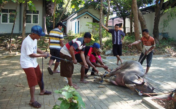 kurban kerbau di kudus