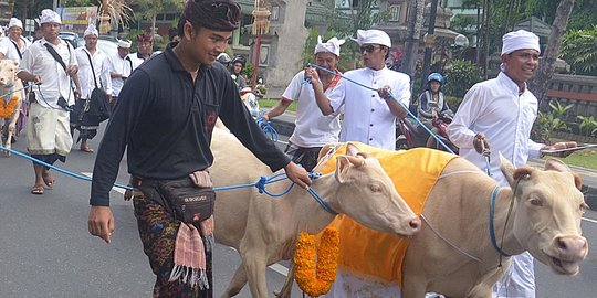 Ritual Ganesha Caturthi, 9 lembu putih dikirab di Kota Denpasar