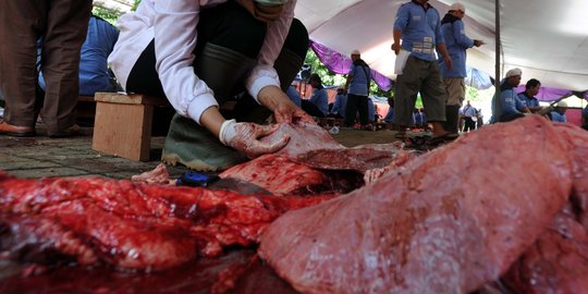 Petugas temukan 3 sapi kurban terkena cacing hati