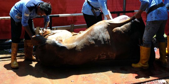 Gubernur Bengkulu sembelih sapi 1 ton pemberian Jokowi