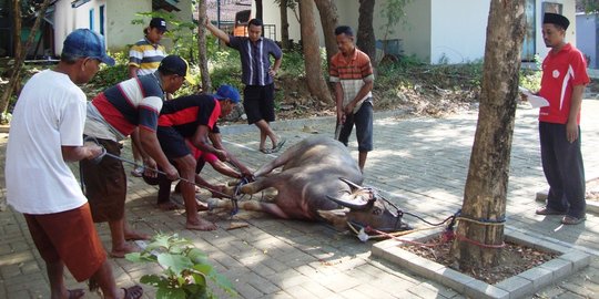 Cerita daging kerbau yang lebih diminati dibanding sapi