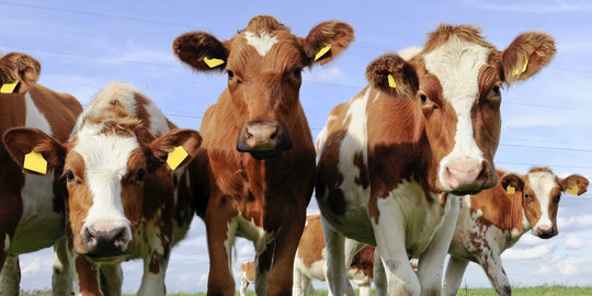 Tak diberi rumput, 3 ekor lembu kurban ngamuk seruduk warga & warung