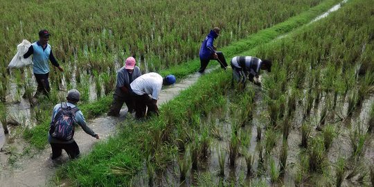 Lahan diserang hama, desa di Banyumas gelar sayembara berburu tikus