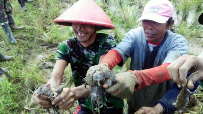 sayembara berburu tikus di banyumas