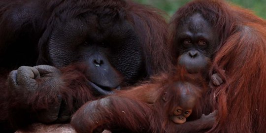 Harmoni dan haru kehidupan keluarga orang utan di Spanyol