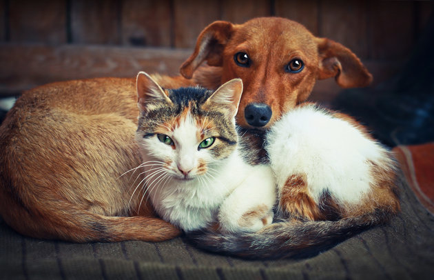 Lebih cerdas mana  anjing  atau kucing merdeka com