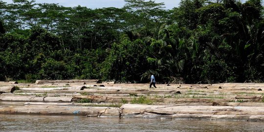 Melihat lebih dekat aktivitas pembalakan di hutan Kalimantan