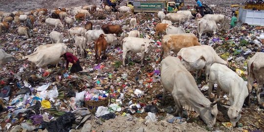 1.200 Sapi cari makan di TPST Piyungan Bantul