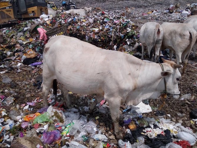 sapi makan sampah