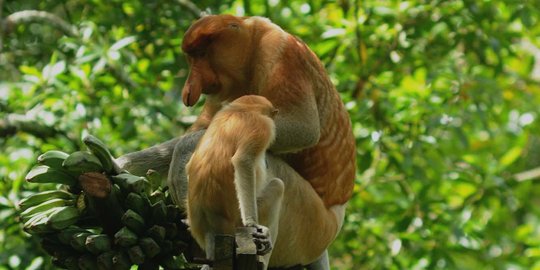 Bekantan tewas tersengat listrik di Banjarmasin