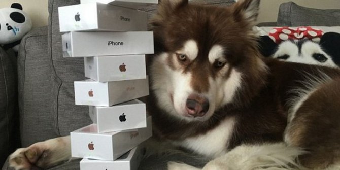 Anak taipan China belikan 8 iPhone 7s khusus untuk anjingnya