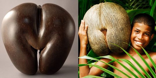Ini lady's butt coconut, buah kelapa terbesar dan terlangka di dunia