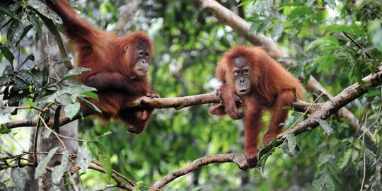 Bareskrim tangkap penjual orang utan di Kampung Rambutan & Medan